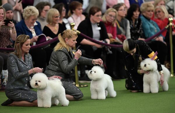 Собаки породы Бишон-Фризе на ежегодной выставке 2020 Westminster Kennel Club Dog Show в Мэдисон-Сквер-Гарден в Нью-Йорке Собаки породы Бишон-Фризе на ежегодной выставке 2020 Westminster Kennel Club Dog Show в Мэдисон-Сквер-Гарден в Нью-Йорке