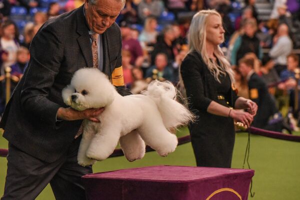 Собака породы Бишон-Фризе на ежегодной выставке 2020 Westminster Kennel Club Dog Show в Мэдисон-Сквер-Гарден в Нью-Йорке Собака породы Бишон-Фризе на ежегодной выставке 2020 Westminster Kennel Club Dog Show в Мэдисон-Сквер-Гарден в Нью-Йорке