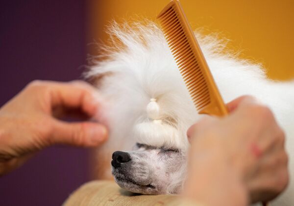 Собака перед ежегодной выставкой 2020 Westminster Kennel Club Dog Show в Мэдисон-Сквер-Гарден в Нью-Йорке Собака перед ежегодной выставкой 2020 Westminster Kennel Club Dog Show в Мэдисон-Сквер-Гарден в Нью-Йорке