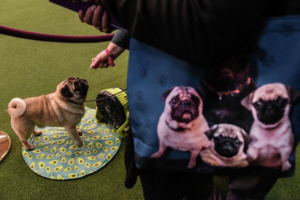 Мопс на ежегодной выставке 2020 Westminster Kennel Club Dog Show в Мэдисон-Сквер-Гарден в Нью-Йорке Мопс на ежегодной выставке 2020 Westminster Kennel Club Dog Show в Мэдисон-Сквер-Гарден в Нью-Йорке