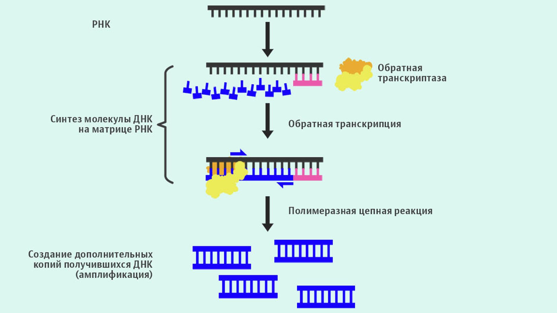 Этапы пцр картинки