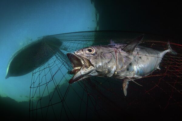 Pasquale Vassallo. Работа победителя конкурса The Underwater Photographer of the Year 2020 Pasquale Vassallo. Работа победителя конкурса The Underwater Photographer of the Year 2020