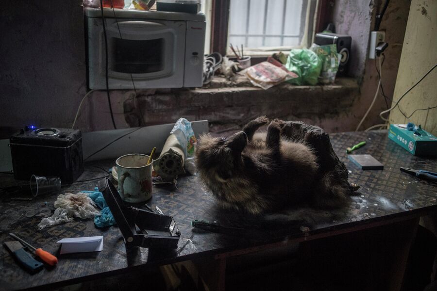 Позу для чучела выбирает заказчик Позу для чучела выбирает заказчик