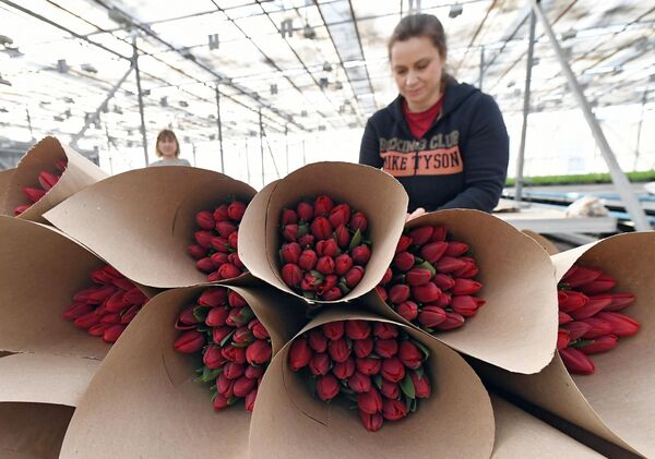Сотрудница упаковывает букеты цветов к празднику 8 Марта в оранжерее муниципального предприятия Управление зеленого строительства в Красноярске Сотрудница упаковывает букеты цветов к празднику 8 Марта в оранжерее муниципального предприятия Управление зеленого строительства в Красноярске