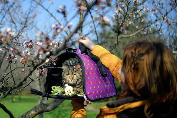 Девушка с котом в парке в Бухаресте Девушка с котом в парке в Бухаресте