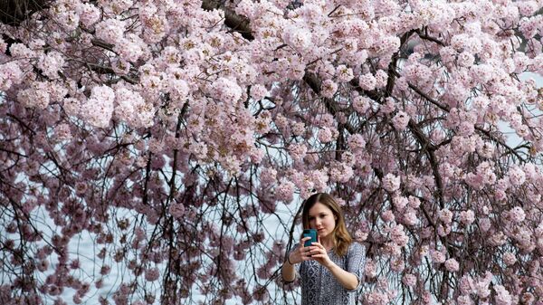 Девушка фотографируется с цветущей сакурой в Вашингтоне Девушка фотографируется с цветущей сакурой в Вашингтоне