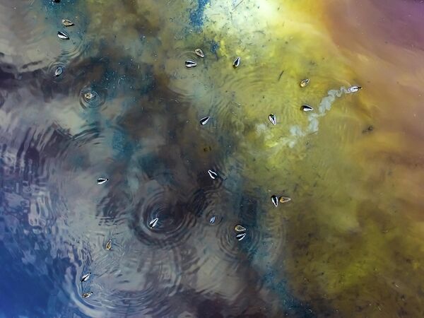 Tamás Koncz-Bisztricz. Работа победителя конкурса Nature TTL Photographer of the Year 2020 Tamás Koncz-Bisztricz. Работа победителя конкурса Nature TTL Photographer of the Year 2020