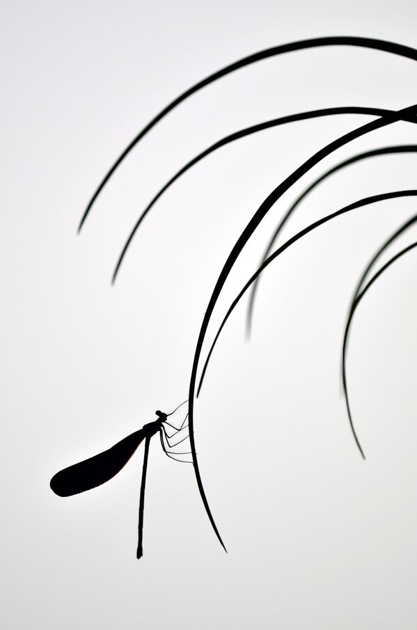 Minghui Yuan. Работа победителя конкурса Nature TTL Photographer of the Year 2020 Minghui Yuan. Работа победителя конкурса Nature TTL Photographer of the Year 2020