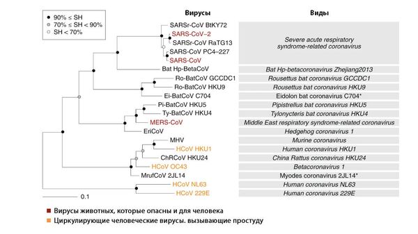 Древо коронавирусов Древо коронавирусов