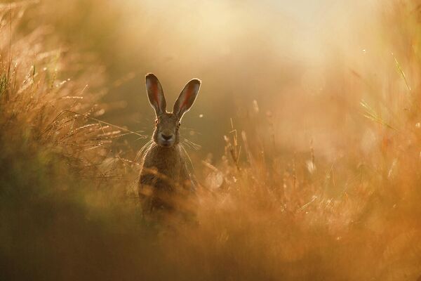 Работа Peter Lindel, победителя фотоконкурса GDT Nature Photographer of the Year 2020 Работа Peter Lindel, победителя фотоконкурса GDT Nature Photographer of the Year 2020