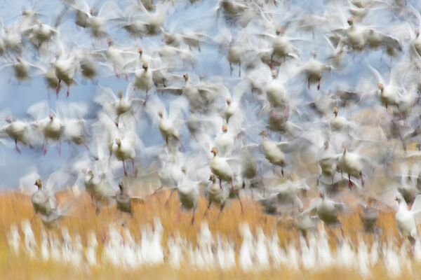 Работа фотографа Flurin Leugger, победителя в категории Птицы в фотоконкурсе GDT Nature Photographer of the Year 2020 Работа фотографа Flurin Leugger, победителя в категории Птицы в фотоконкурсе GDT Nature Photographer of the Year 2020