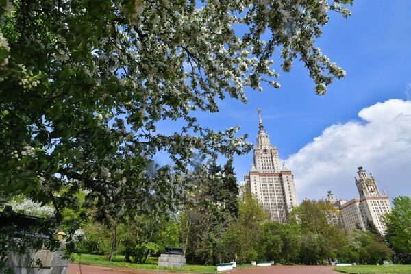Цветение деревьев в Москве Цветение деревьев в Москве