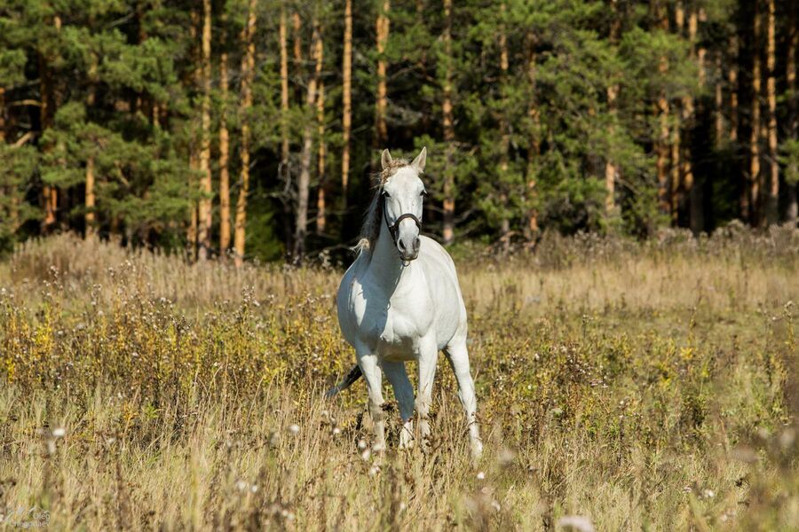 Большая Южноуральская тропа. Кордон Миселя Большая Южноуральская тропа. Кордон Миселя