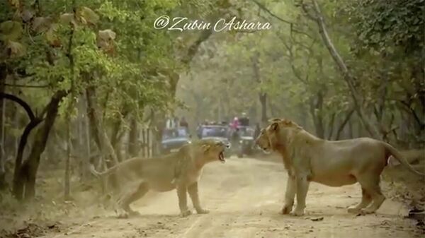 В сети стало вирусным видео ссоры льва и львицы, снятое в Индии