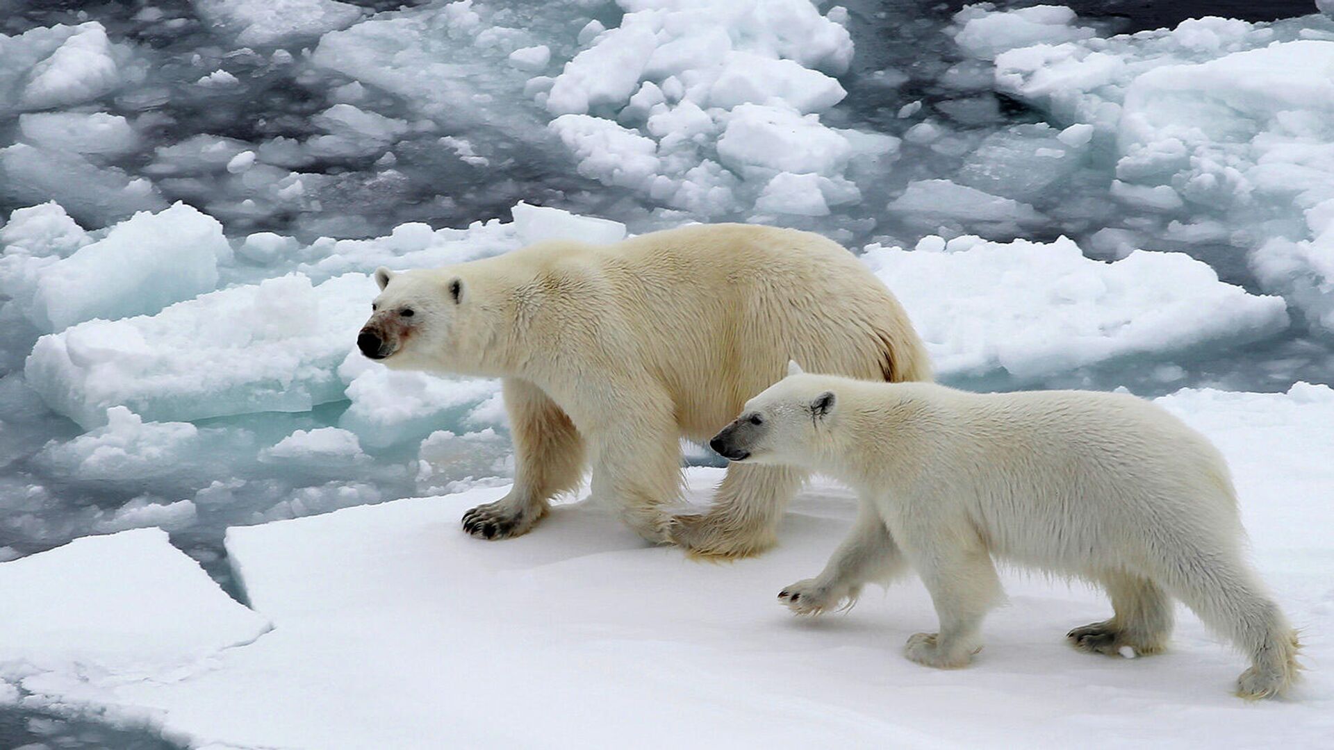Ученый оценил влияние изменения климата на белых медведей