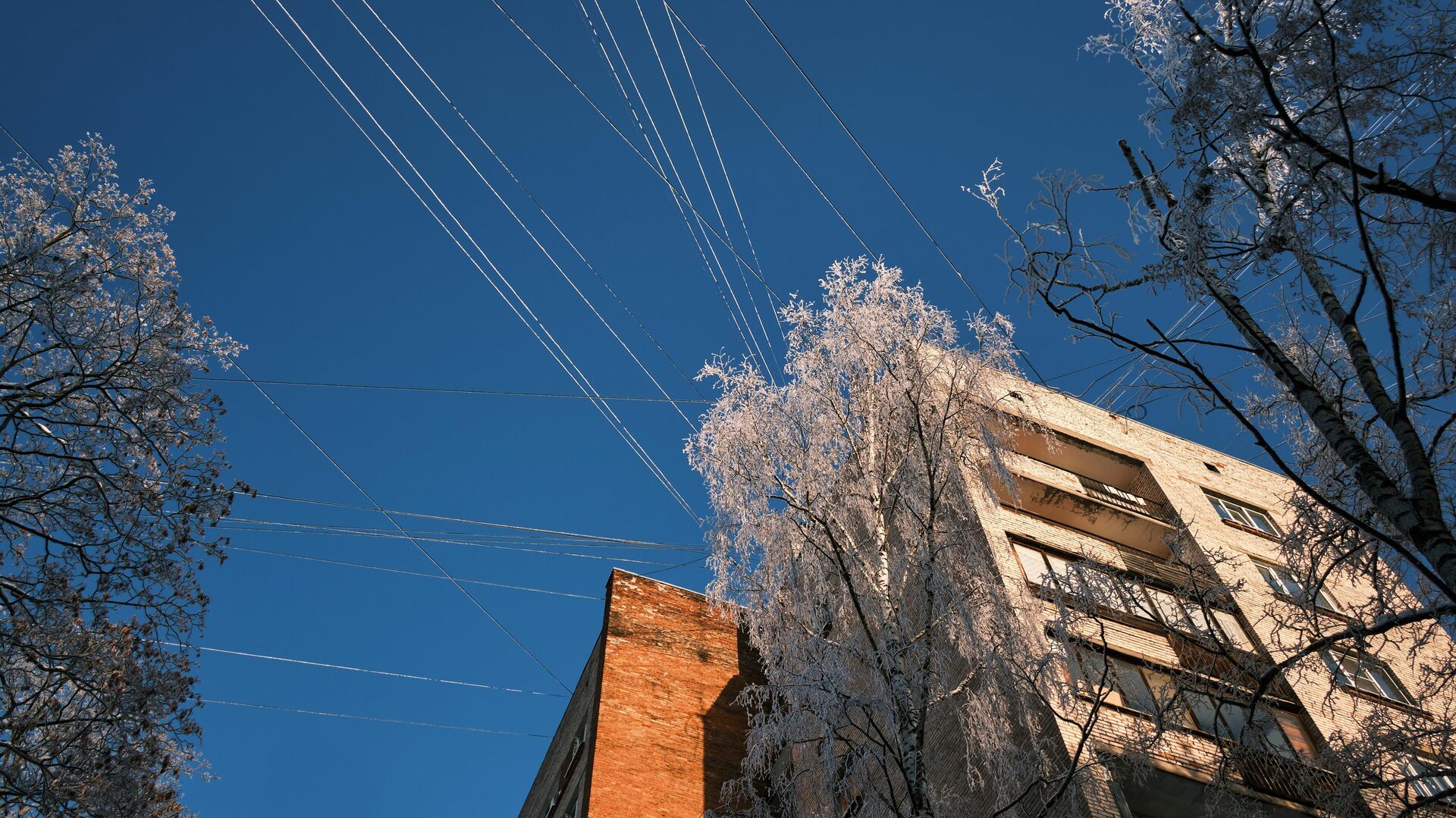 Snow-covered trees near residential buildings in Saint Petersburg - RIA Novosti, 1920, 23.02.2021