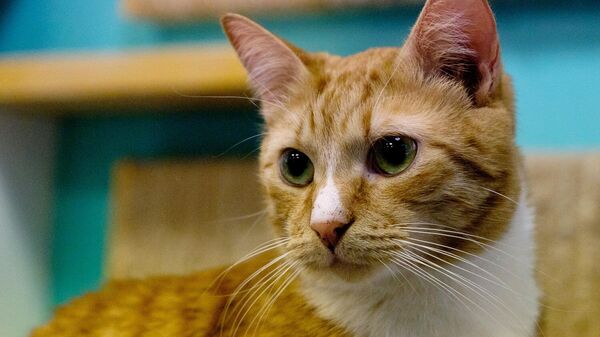В челябинской квартире более 20 кошек погибли от голода