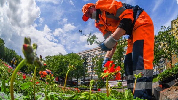Высадка цветов в Москве Высадка цветов в Москве