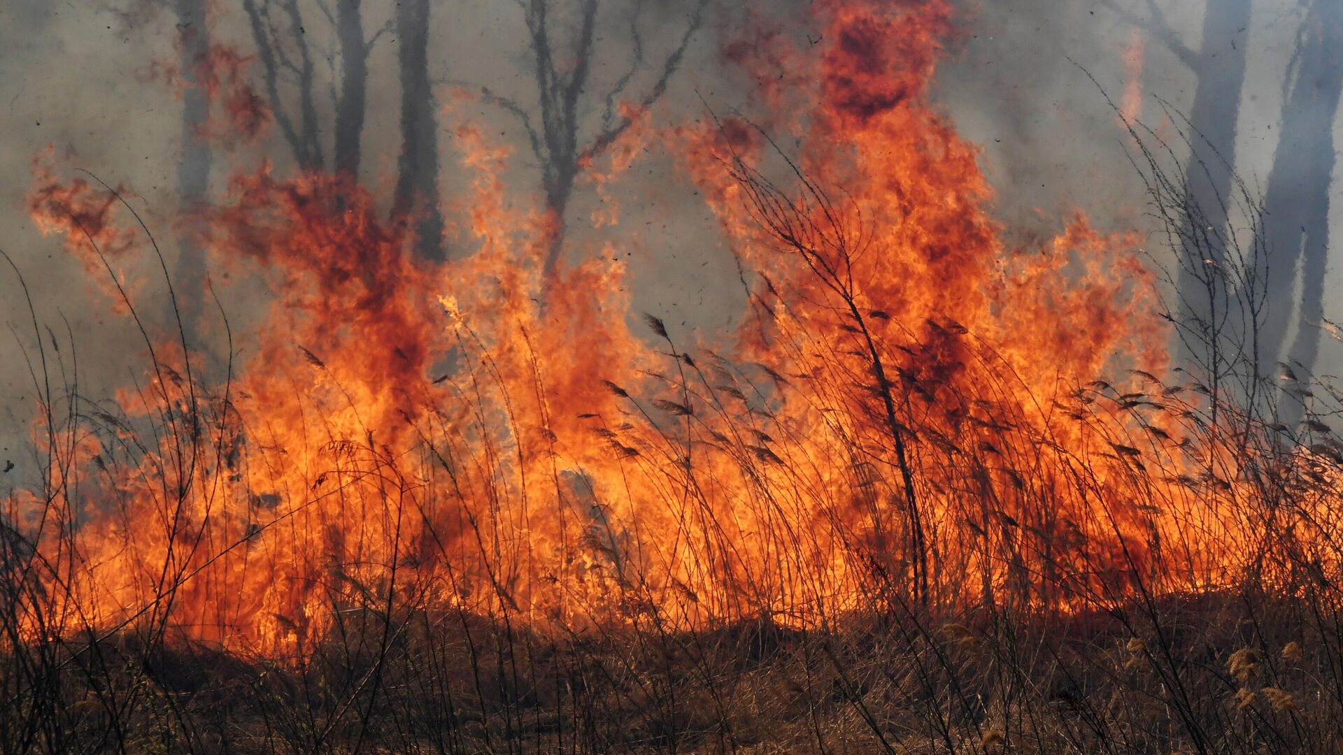 Лесные пожары красноярск. Пожар. Пожар на природе. Пожары лесов. Лес в огне.