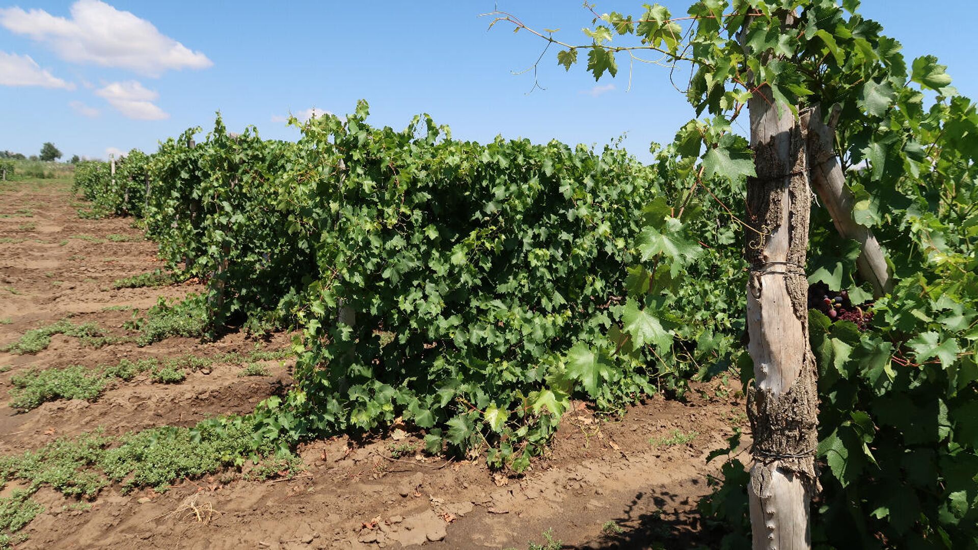 Около 300 га виноградников планируется заложить на Ставрополье в 2021 году