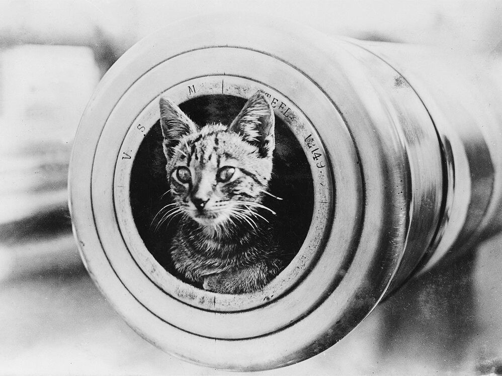 Кошка выглядывает из дула 6-дюймового орудия во время Первой мировой войны Кошка выглядывает из дула 6-дюймового орудия во время Первой мировой войны