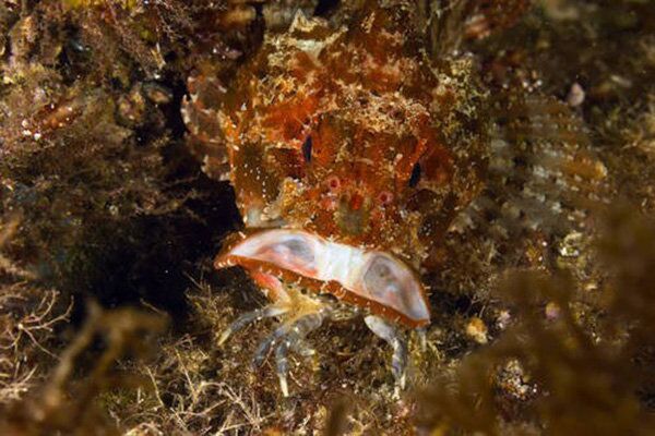 Морской ерш Морской ерш