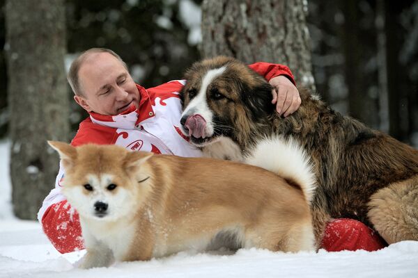 Президент России Владимир Путин с собаками Баффи и Юмэ на прогулке в Московской области Президент России Владимир Путин с собаками Баффи и Юмэ на прогулке в Московской области