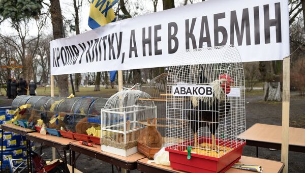 Клетки с кроликами и петухом у здания Верховной рады в Киеве во время акции протеста с требованием отставки правительства Украины во главе с премьер-министром Арсением Яценюком.Архивное фото Клетки с кроликами и петухом у здания Верховной рады в Киеве во время акции протеста с требованием отставки правительства Украины во главе с премьер-министром Арсением Яценюком.Архивное фото