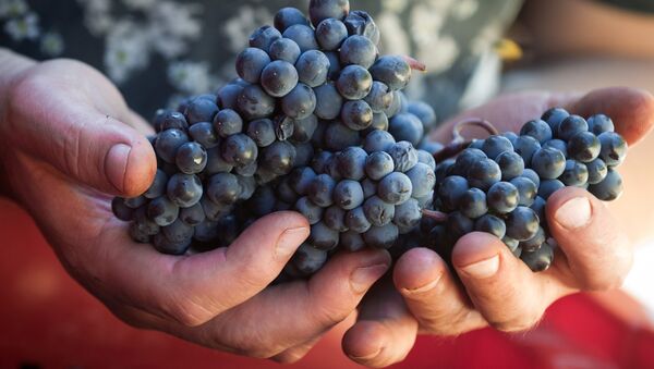 Винодельческое хозяйство UPPA Winery в Крыму Винодельческое хозяйство UPPA Winery в Крыму