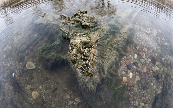 Берег Балтийского моря, где вода отступила от берега на 20 метров, обнажив останки реликтовых деревьев Берег Балтийского моря, где вода отступила от берега на 20 метров, обнажив останки реликтовых деревьев