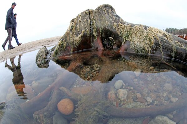 Берег Балтийского моря, где вода отступила от берега на 20 метров, обнажив пни реликтовых деревьев Берег Балтийского моря, где вода отступила от берега на 20 метров, обнажив пни реликтовых деревьев