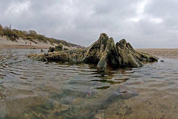 Берег Балтийского моря, где вода отступила от берега на 20 метров, обнажив пни реликтовых деревьев Берег Балтийского моря, где вода отступила от берега на 20 метров, обнажив пни реликтовых деревьев