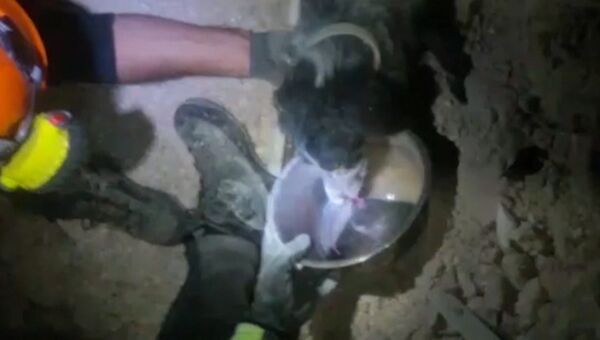 Пожарные поили водой спасенную из-под завалов собаку в городе Норча в Италии Пожарные поили водой спасенную из-под завалов собаку в городе Норча в Италии