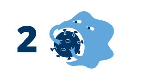 8 фактов об иммунитете 8 фактов об иммунитете