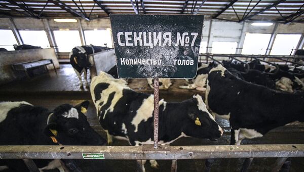 Зона кормления в коровнике на ферме Братья Чебурашкины. Семейная Ферма Зона кормления в коровнике на ферме Братья Чебурашкины. Семейная Ферма