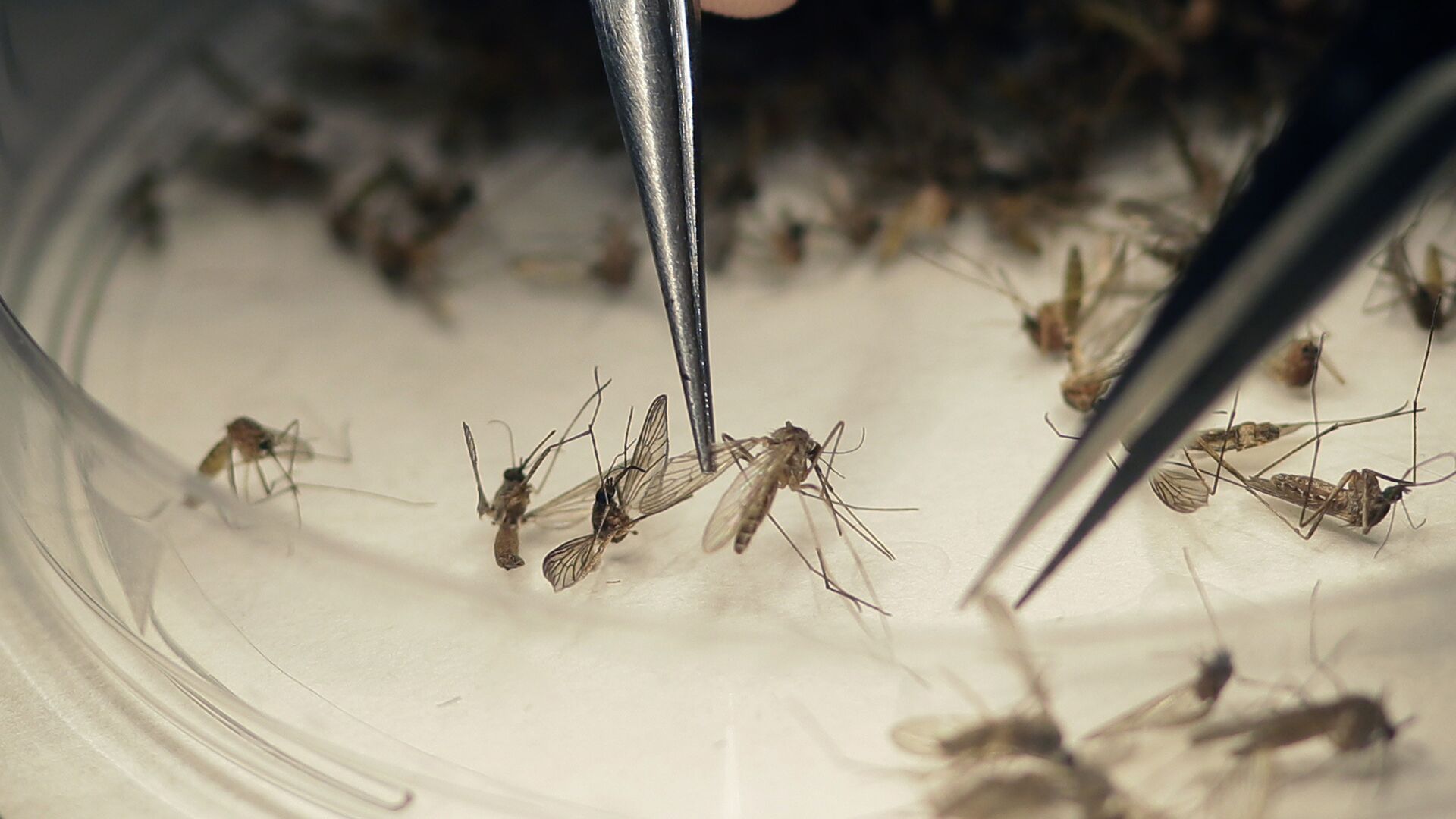Идеальный инсектицид. Ученые испытали в США генное "оружие" против комаров