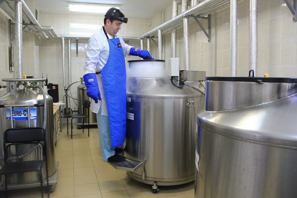 Врач-трансфузиолог достает кассеты с замороженными эритроцитами Врач-трансфузиолог достает кассеты с замороженными эритроцитами