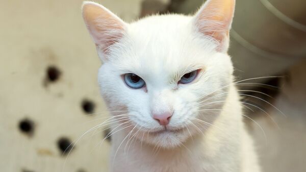 Эрмитажный кот Ахилл Эрмитажный кот Ахилл