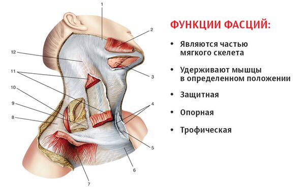 Фасции шеи (по Международной анатомической терминологии), вид справа: 1 — жевательная фасция; 2,7 — подкожная мышца шеи (перерезана и отвернута); 3 - поднижнечелюстная слюнная железа; 4 — поверхностная пластинка фасции шеи; 5— надгрудинное межапоневротическое пространство; 6— ключично-грудная фасция; 8,12 — фасция шеи; 9 — претрахеальная пластинка фасции шеи; 10 — трапециевидная мышца; 11 — грудино-ключично-сосцевидиая мышца Фасции шеи (по Международной анатомической терминологии), вид справа: 1 — жевательная фасция; 2,7 — подкожная мышца шеи (перерезана и отвернута); 3 - поднижнечелюстная слюнная железа; 4 — поверхностная пластинка фасции шеи; 5— надгрудинное межапоневротическое пространство; 6— ключично-грудная фасция; 8,12 — фасция шеи; 9 — претрахеальная пластинка фасции шеи; 10 — трапециевидная мышца; 11 — грудино-ключично-сосцевидиая мышца