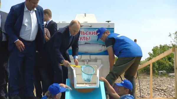 Путин на Байкале выпустил в озеро около 50 тысяч мальков омуля Путин на Байкале выпустил в озеро около 50 тысяч мальков омуля