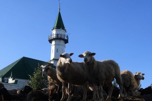 Жертвенные бараны у мечети Аль-Марджани в Казани в день праздника жертвоприношения Курбан-байрам. 1 сентября 2017 Жертвенные бараны у мечети Аль-Марджани в Казани в день праздника жертвоприношения Курбан-байрам. 1 сентября 2017