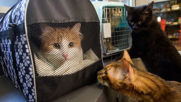 Коты, живущие в котокафе Республика кошек, знакомятся с эрмитажными котами Коты, живущие в котокафе Республика кошек, знакомятся с эрмитажными котами