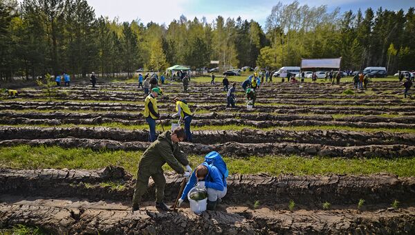 Посадка деревьев Посадка деревьев