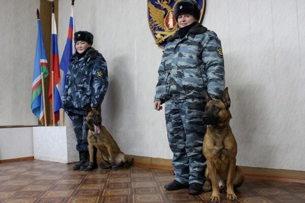 На службу в кинологическое подразделение УФСИН поступили бельгийские овчарки Малинуа, выведенные в Южной Корее путем клонирования На службу в кинологическое подразделение УФСИН поступили бельгийские овчарки Малинуа, выведенные в Южной Корее путем клонирования