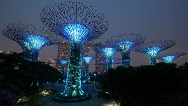 Сады Gardens by the Bay в Сингапуре Сады Gardens by the Bay в Сингапуре