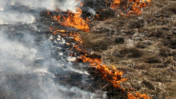В Выборгском районе Ленинградской области локализовали природный пожар