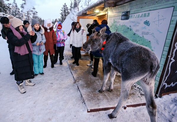 Китайские туристы и лосенок в саамской деревне Самь-Сыйт в поселке Ловозеро Мурманской области Китайские туристы и лосенок в саамской деревне Самь-Сыйт в поселке Ловозеро Мурманской области
