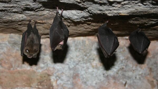 Летучие мыши во время спячки 