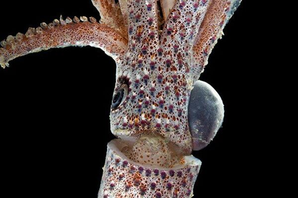 Глубоководный кальмар Histieuthidae найденный во время экспедиции в Индонезии Глубоководный кальмар Histieuthidae найденный во время экспедиции в Индонезии