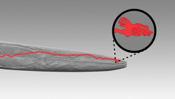 Биокомпас круглого червя Caenorhabditis elegans - это небольшой отросток, расположенный в мозге, на дендрите AFD-нейрона Биокомпас круглого червя Caenorhabditis elegans - это небольшой отросток, расположенный в мозге, на дендрите AFD-нейрона